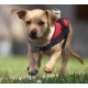 Szelki dla psa DOG MOUNT czerwone z mocowaniem do GoPro 1 2 3 4